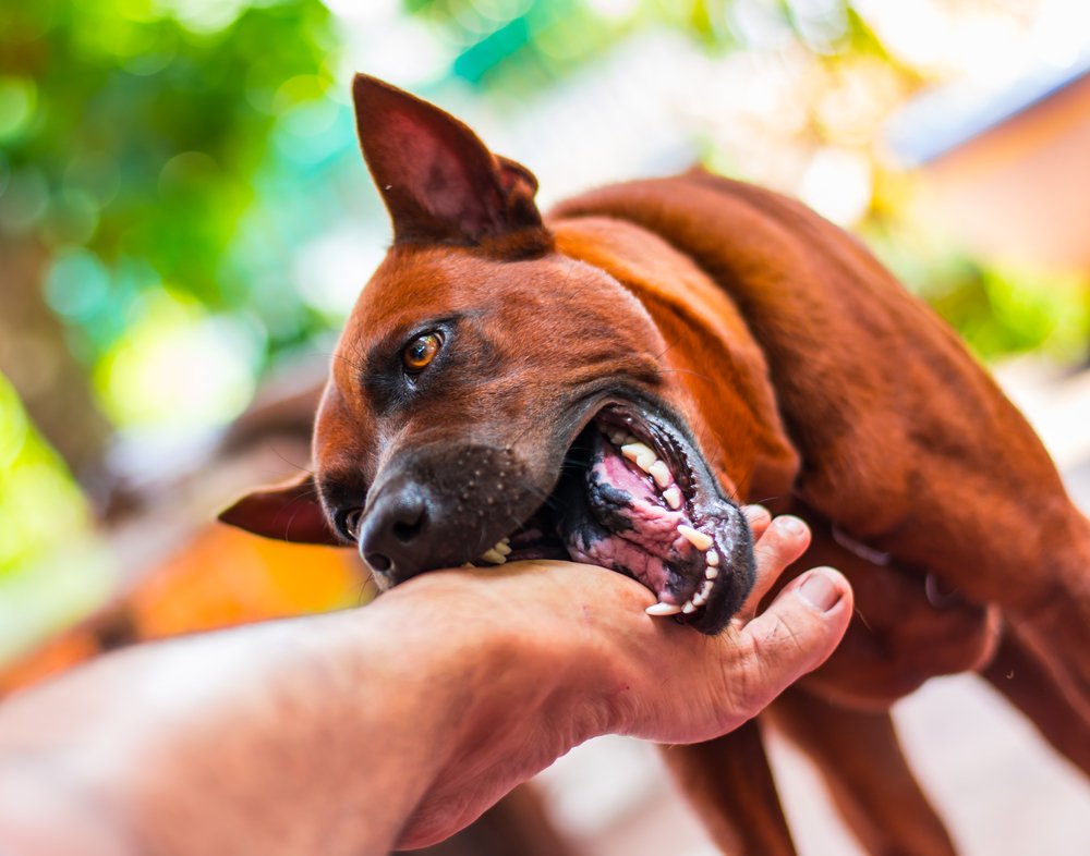 Bitten by a dog due to the carelessness of the owners? Contact a personal injury lawyer